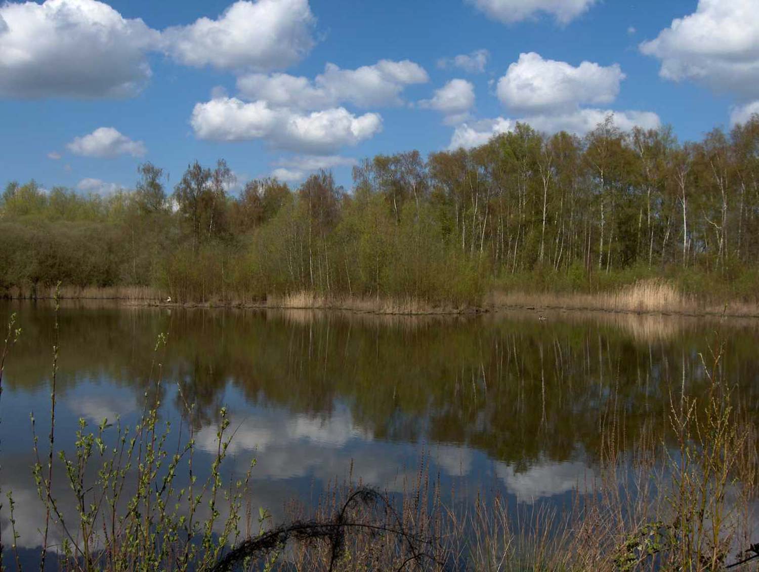 Siphonophora's habitat, 2008