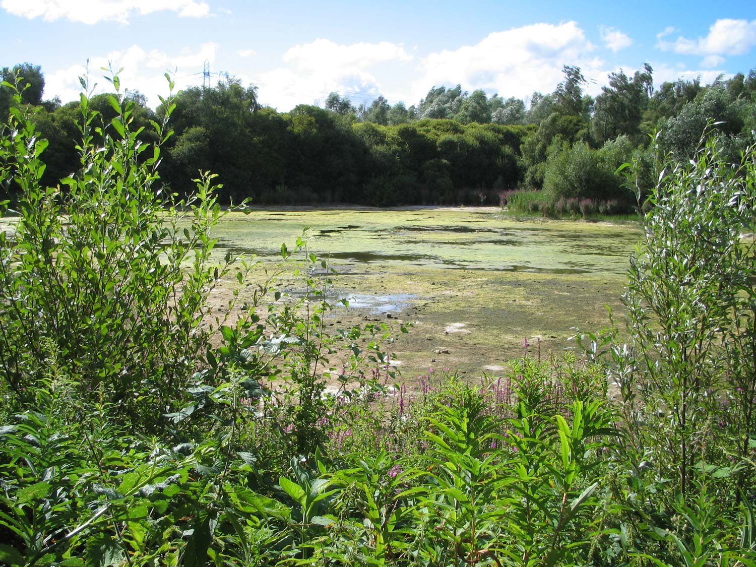 Siphonophora's habitat, 2008, several weeks later